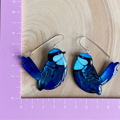 Splendid Fairy-Wren | grand size